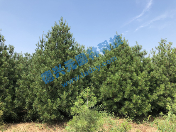 �c(di��n)���鿴Ԕ��(x��)��Ϣ��(bi��o)�}����Ƥ�� ��x�Δ�(sh��)��2353