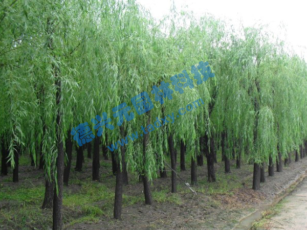 �c(di��n)���鿴Ԕ��(x��)��Ϣ��(bi��o)�}������ ��x�Δ�(sh��)��2473