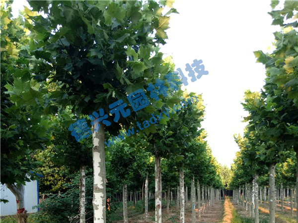 �c(di��n)���鿴Ԕ��(x��)��Ϣ��(bi��o)�}����ͩ ��x�Δ�(sh��)��2485