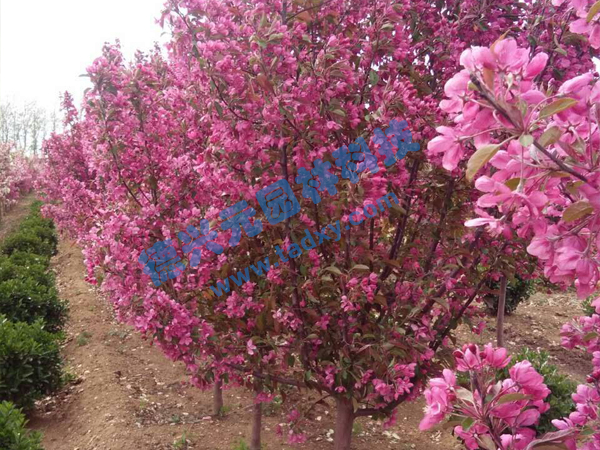 �c(di��n)���鿴Ԕ��(x��)��Ϣ��(bi��o)�}���k������ ��x�Δ�(sh��)��2312
