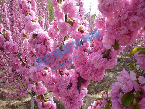 �c(di��n)���鿴Ԕ��(x��)��Ϣ��(bi��o)�}���ѻ� ��x�Δ�(sh��)��2068